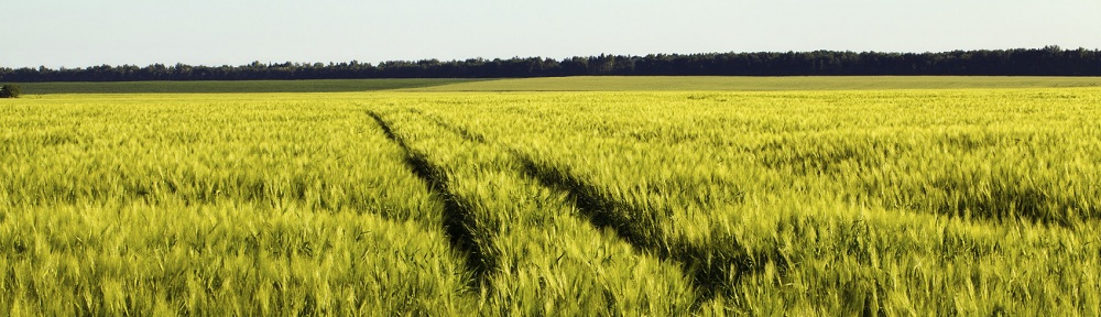 iStock_000019876214Medium